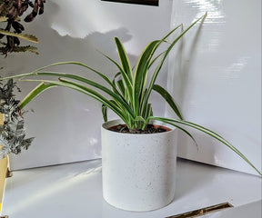 Chlorophytum vittatum 120mm