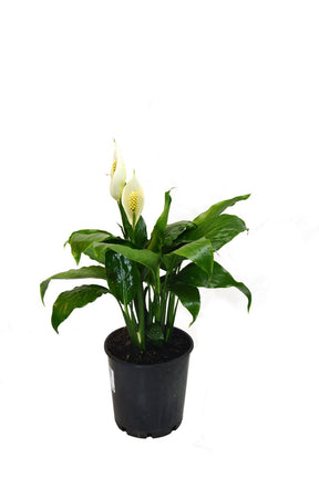 Spathiphyllum Peace Lily